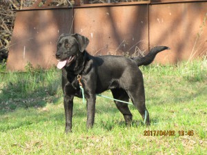 Hľadáme nový domov pre asi ročnú sučku kríženca labradora, ktorú